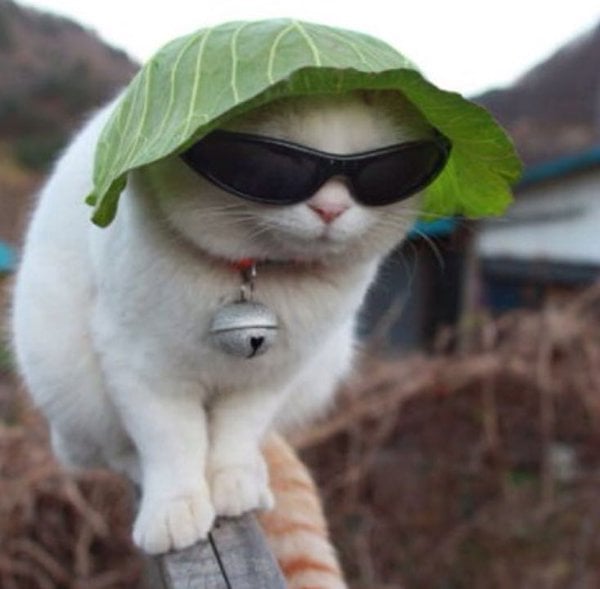 Brussels Lockdown With Cats