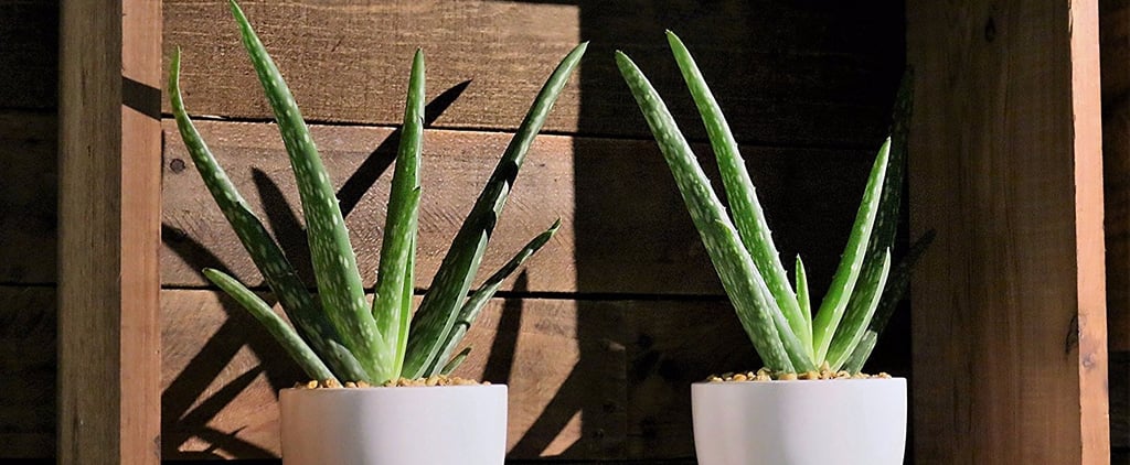 Plants on Amazon