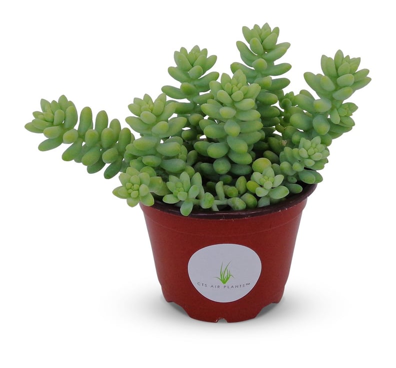 Sedum Morganianum Plant