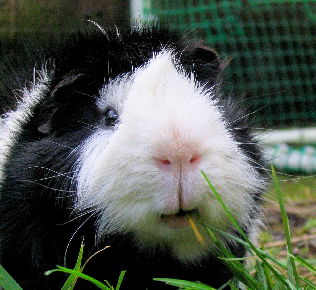 This guinea pig is all smiles.
Source: Flickr user Jan Tik