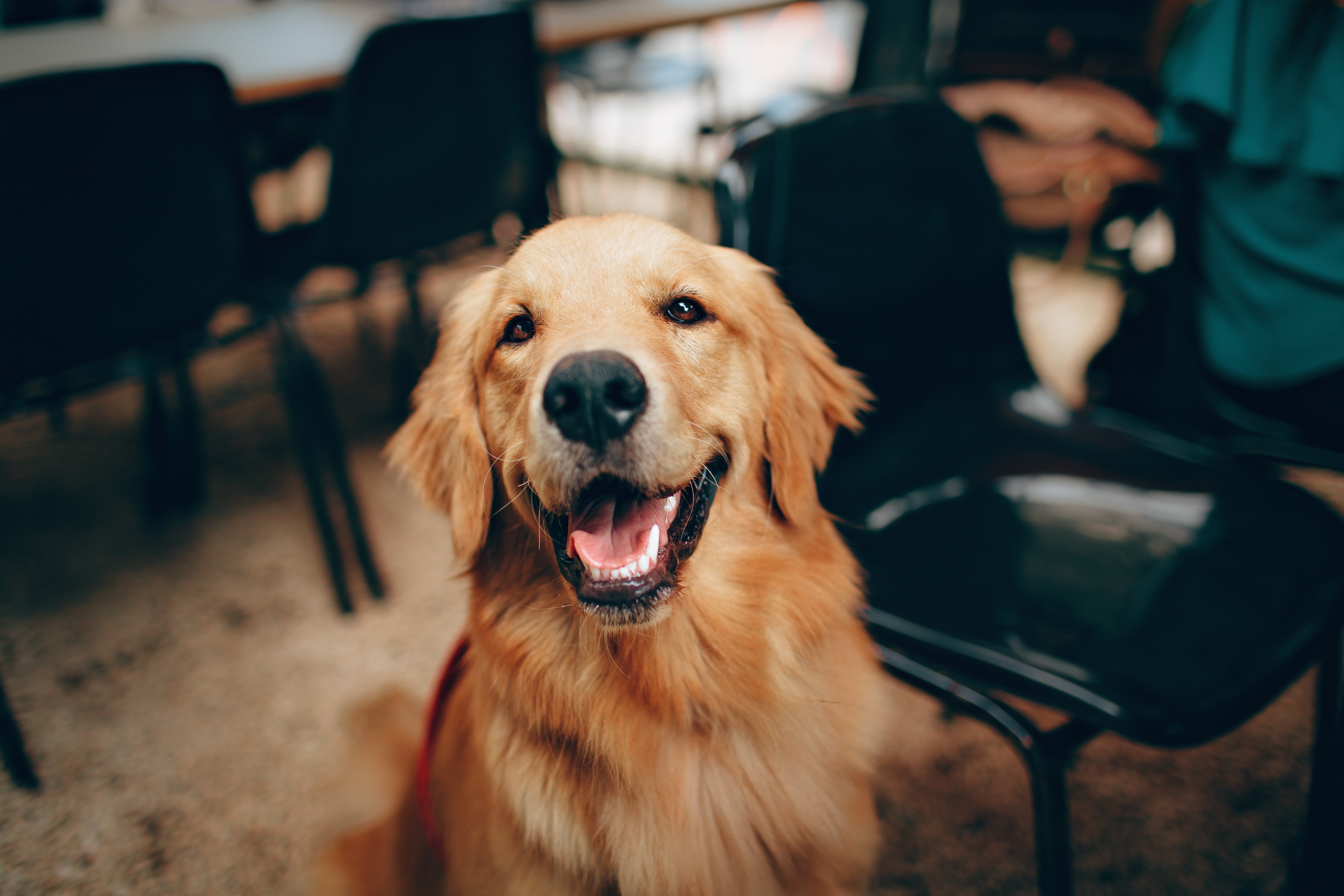 What Kind of Health Problems Do Golden Retrievers Have?