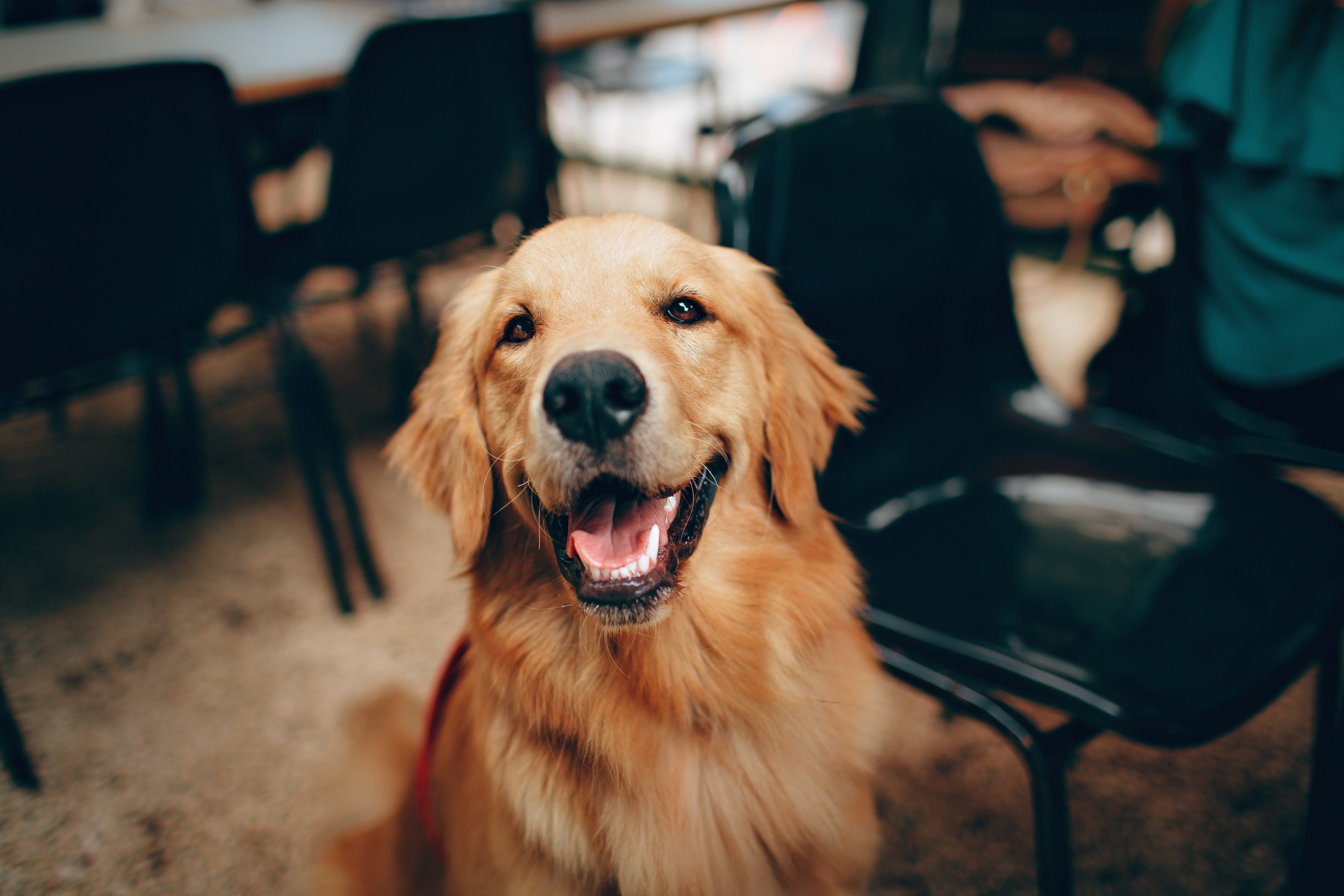 Common Golden Retriever Health Issues