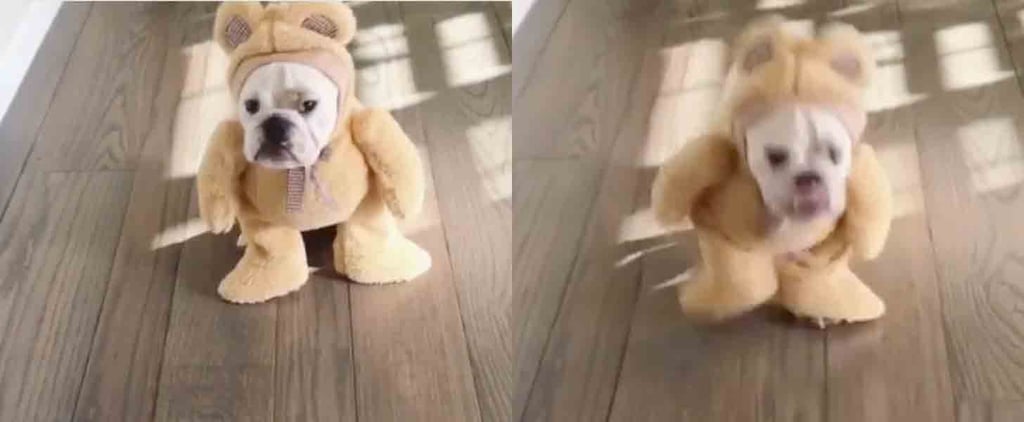 Bulldog Wearing a Teddy Bear Costume