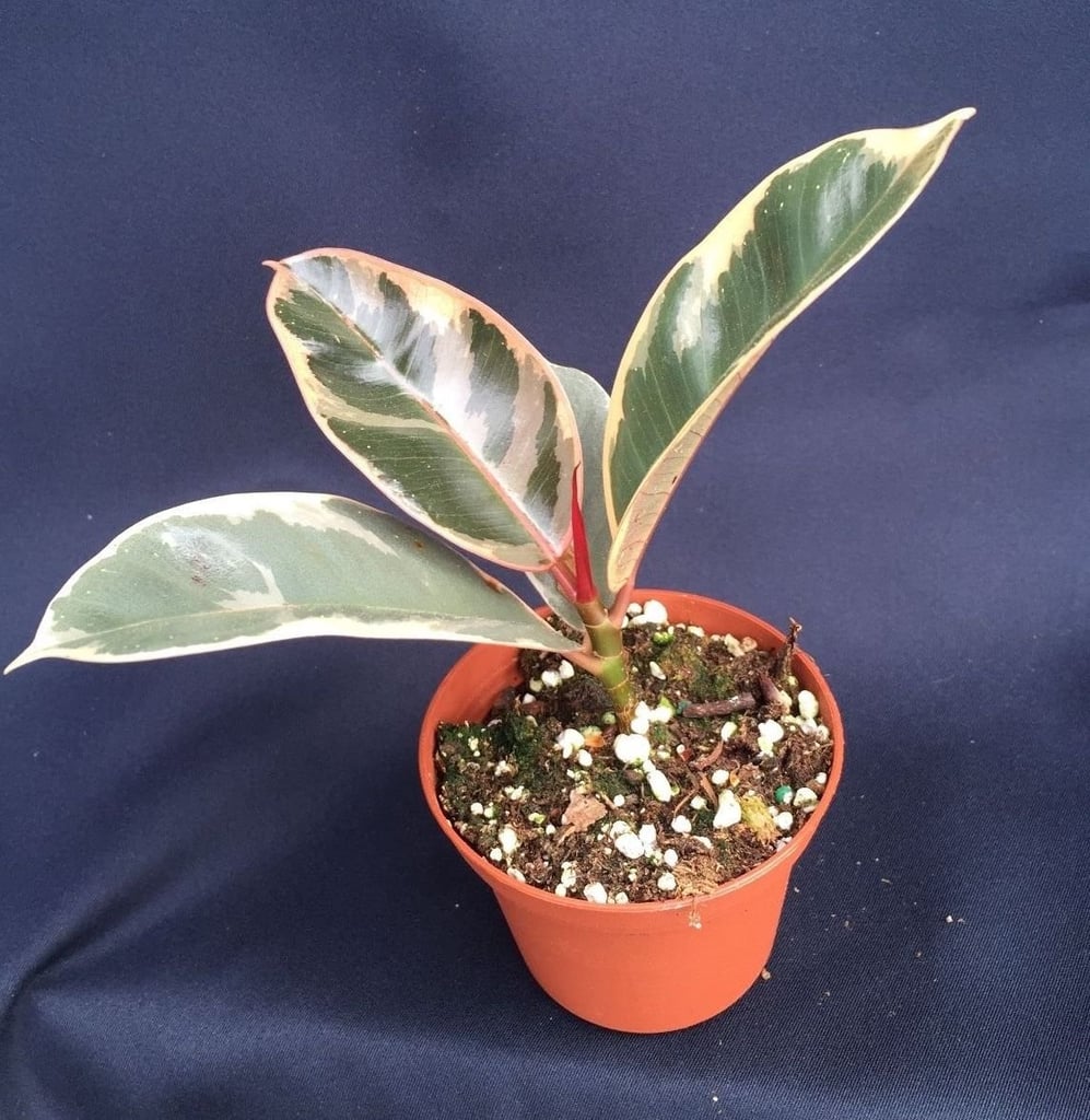 Ficus Elastica