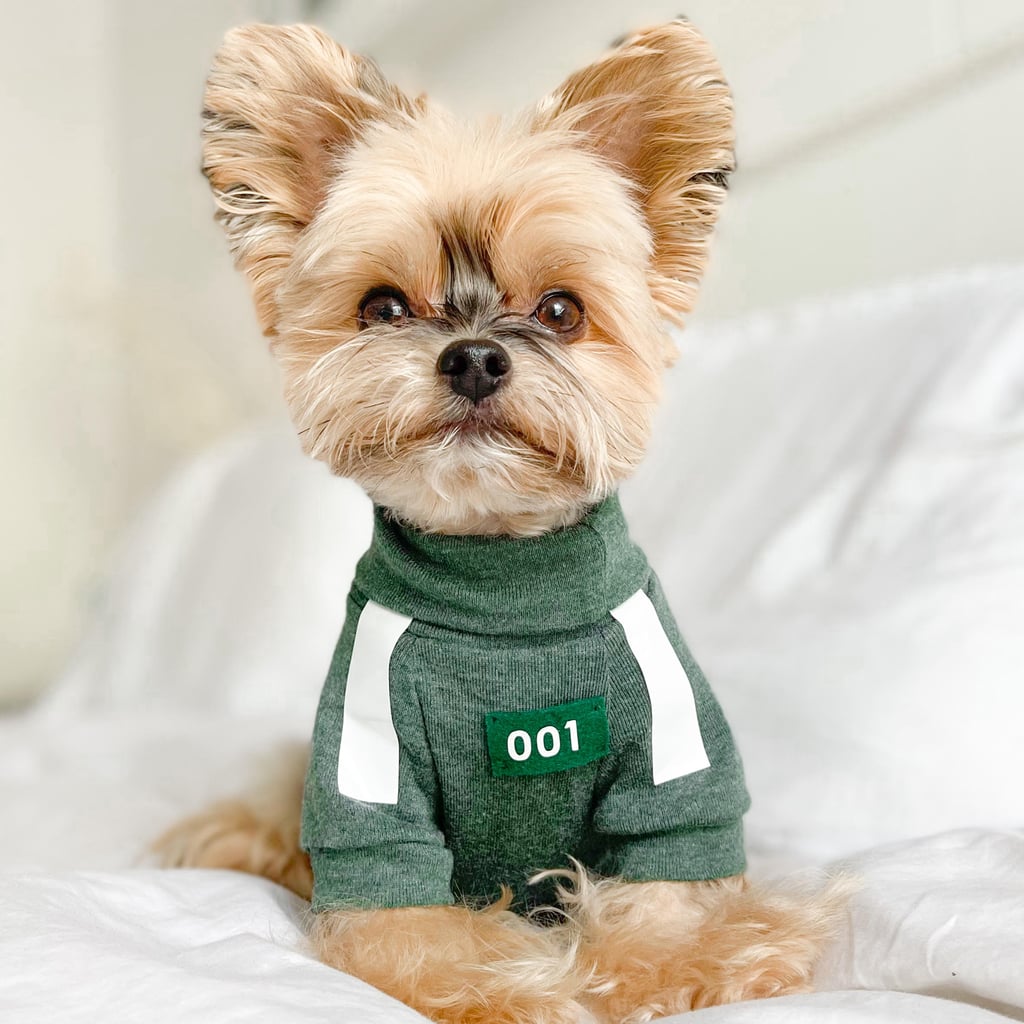 dog dressing up outfit