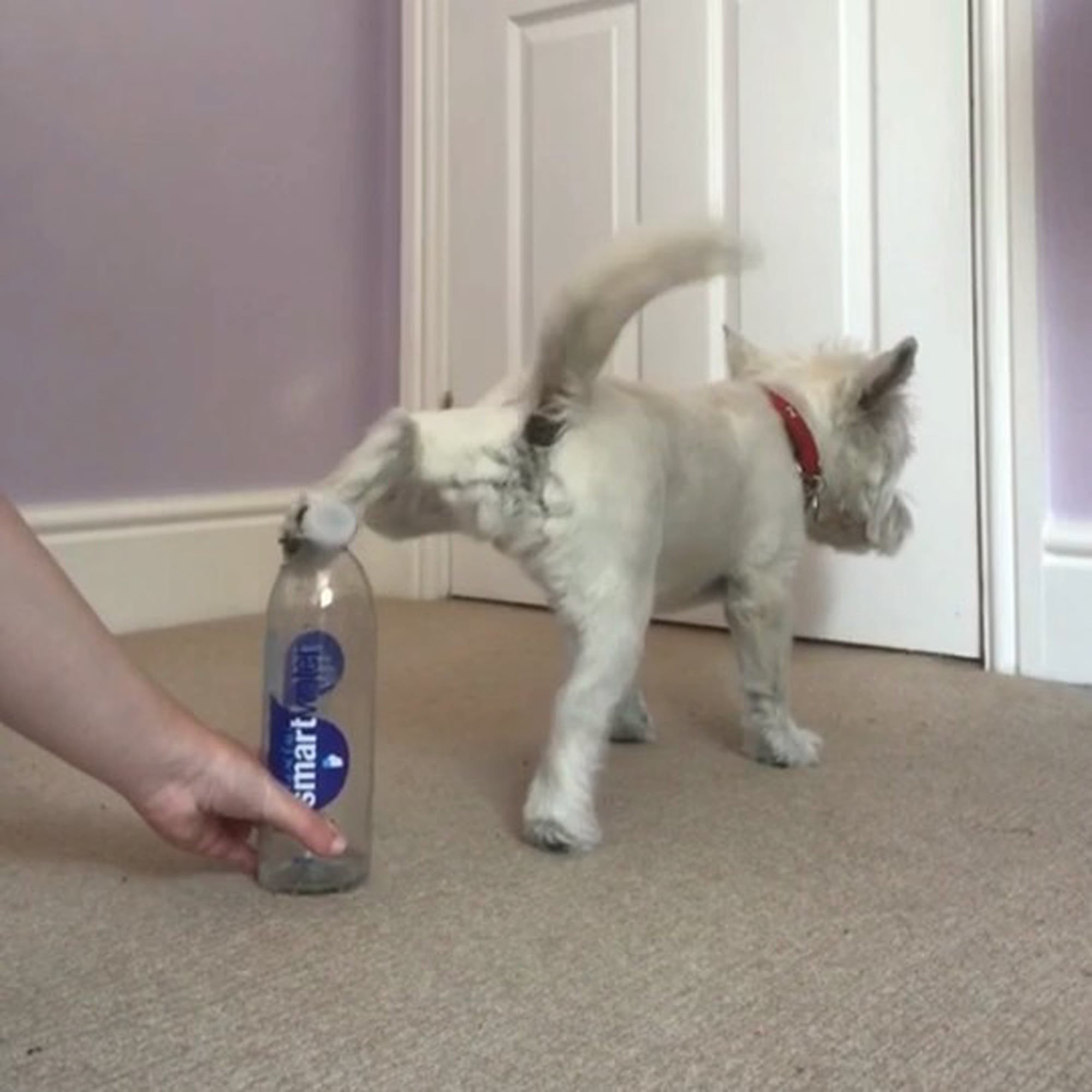Dog Doing Bottle Cap Challenge Video POPSUGAR UK Pets