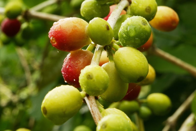 Cherries grow and ripen on coffee farms around the world.