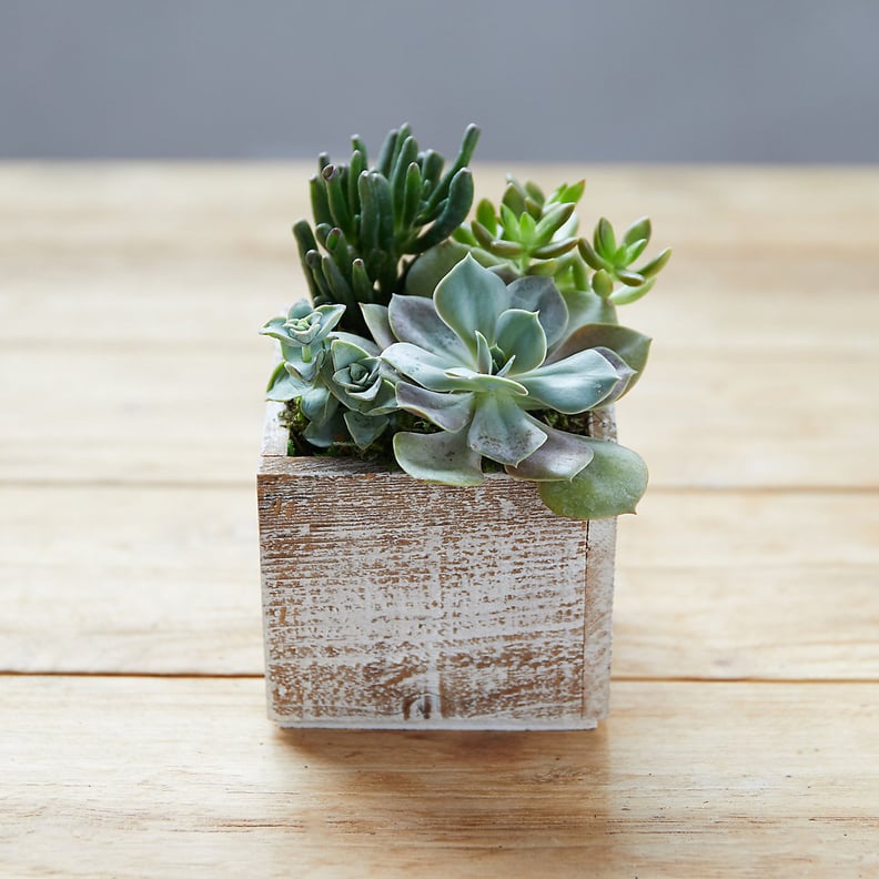 Succulent Garden in Square Wood Pot