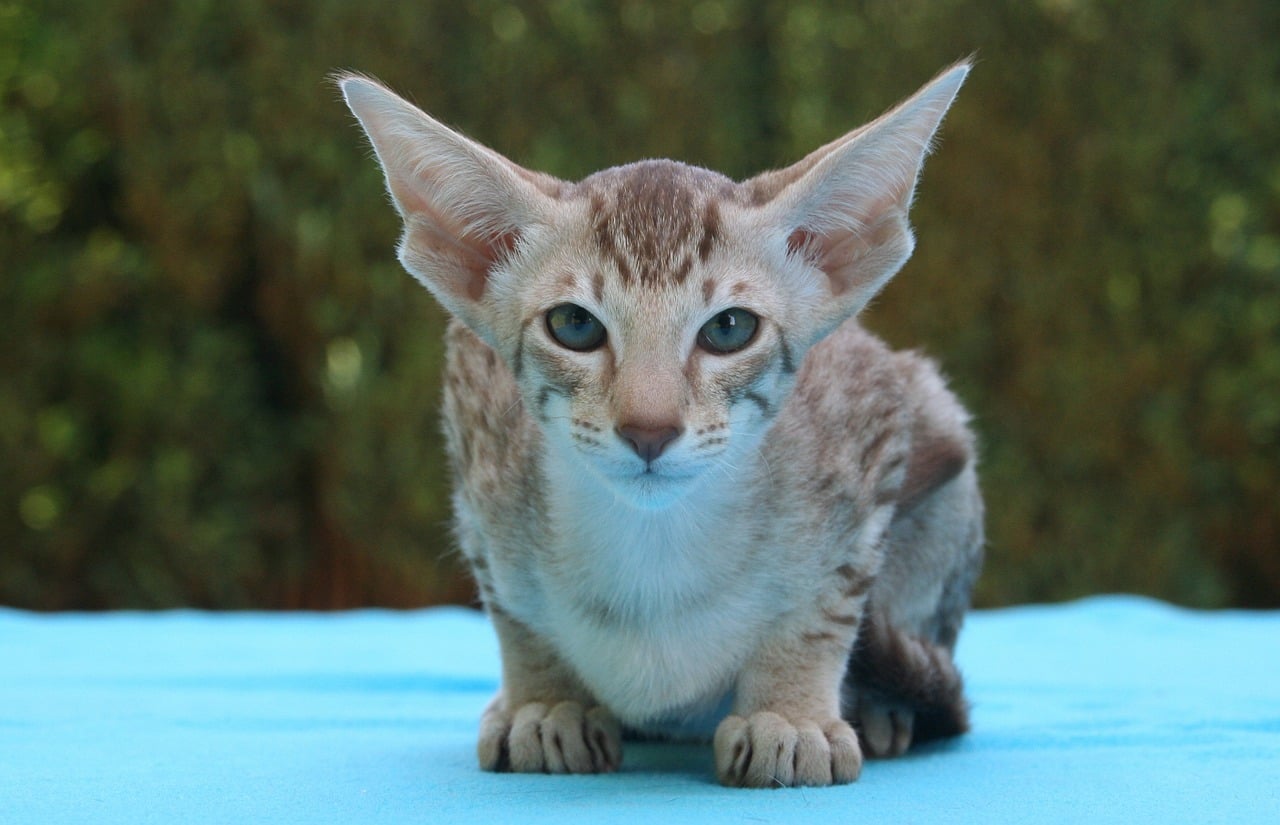 Cat breed with huge sales ears