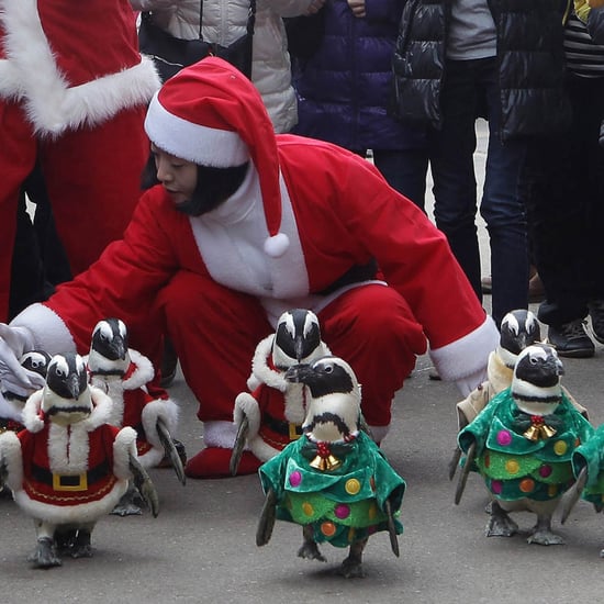 Animals Dressed as Santa Claus | Video