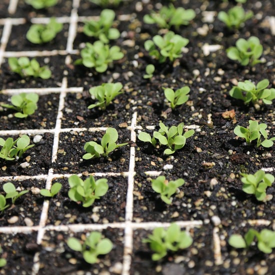 Tips For Designing an Edible Garden