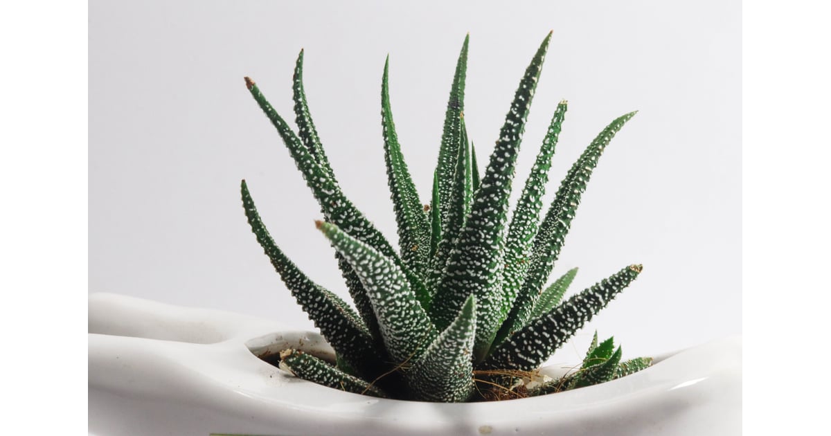 Best Feng Shui Houseplant For Aries Aloe Vera The Best Plant For Your Zodiac Sign, From a