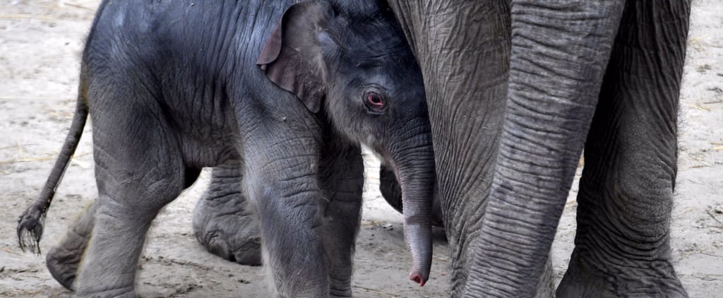 Trump Lifts Ban on Elephant Hunting Imports