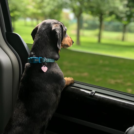 Can You Leave Your Dog in the Car in the Summer?