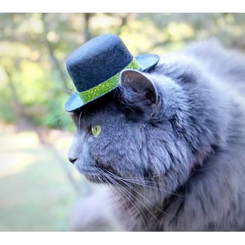 St. Patrick's Day and Pets | POPSUGAR Pets