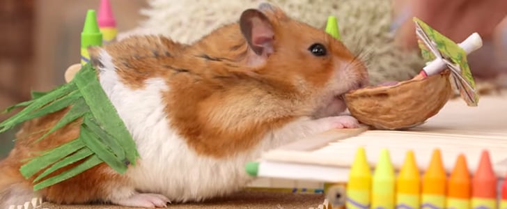 Tiny Hamster Tiki Party Video