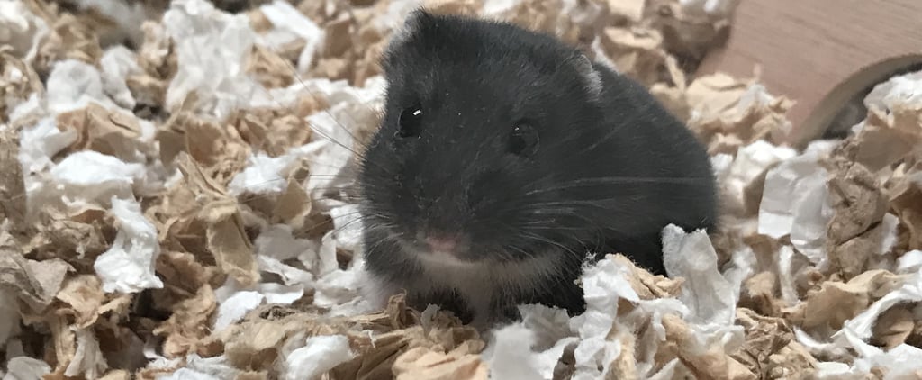 How My Pet Hamster Helps Me Manage My Stress Amid COVID-19