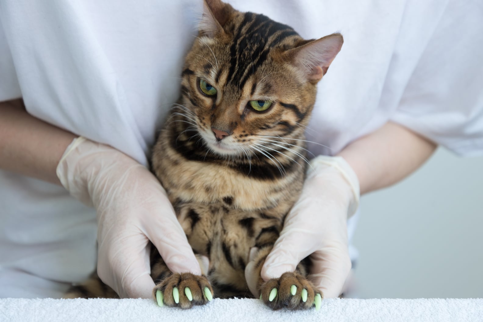Are Claw Caps Safe for Cats? POPSUGAR Pets