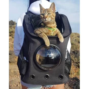 7 Best Cat Backpacks That Taylor Swift Would Approve Of · The Wildest