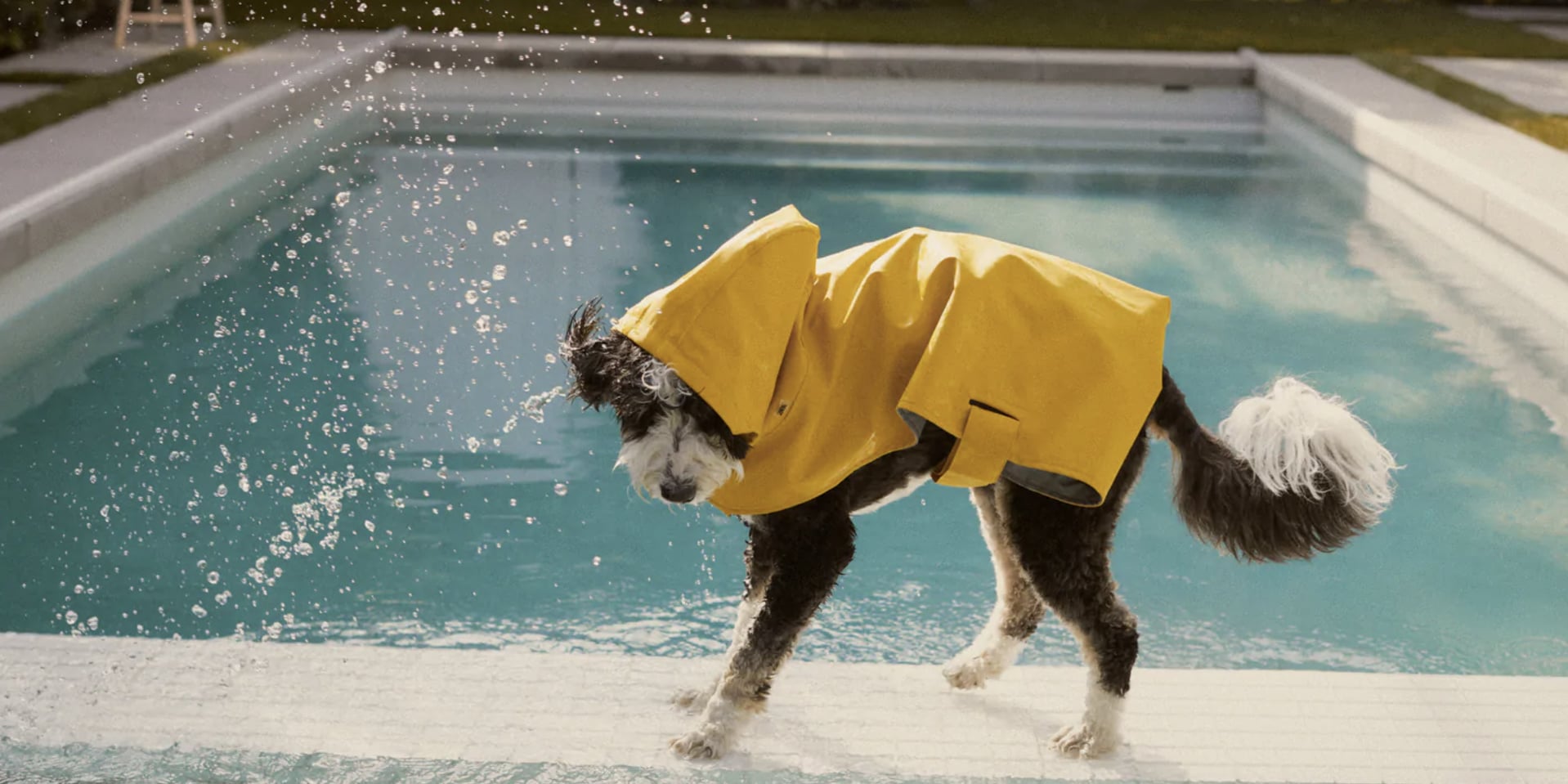 Zara Pet Collection POPSUGAR Pets