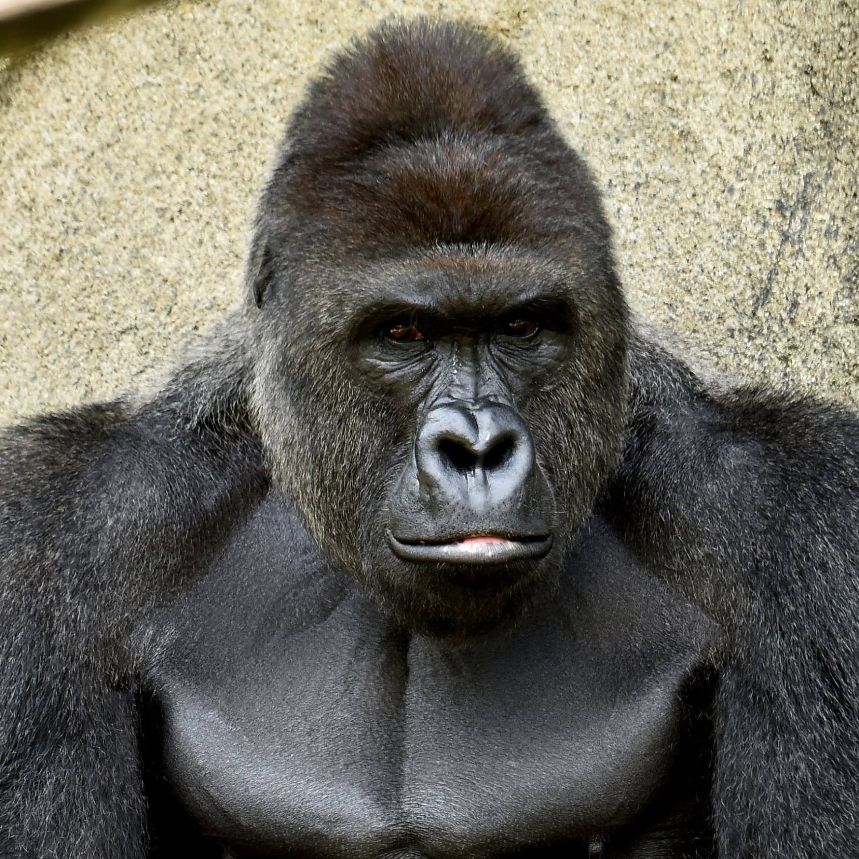 Criticism Of Parents Of Boy Who Fell Into Gorilla Exhibit Popsugar Family Poslednie tvity ot mom ❤ son (@mom_loves__son). criticism of parents of boy who fell