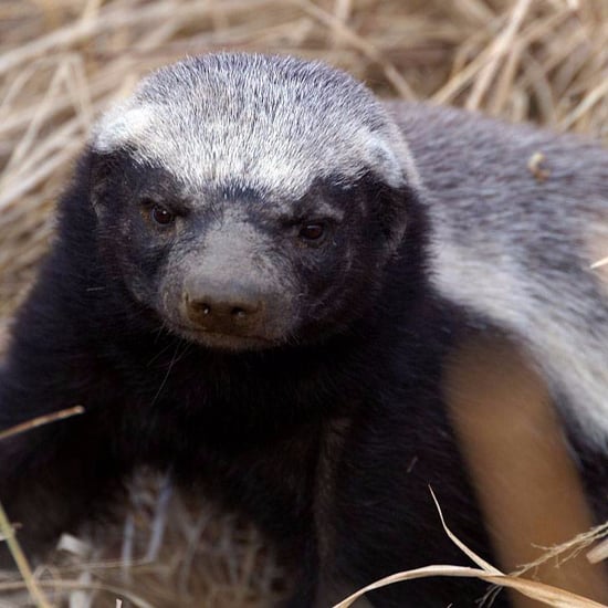 Google Which Animal Are You? Quiz