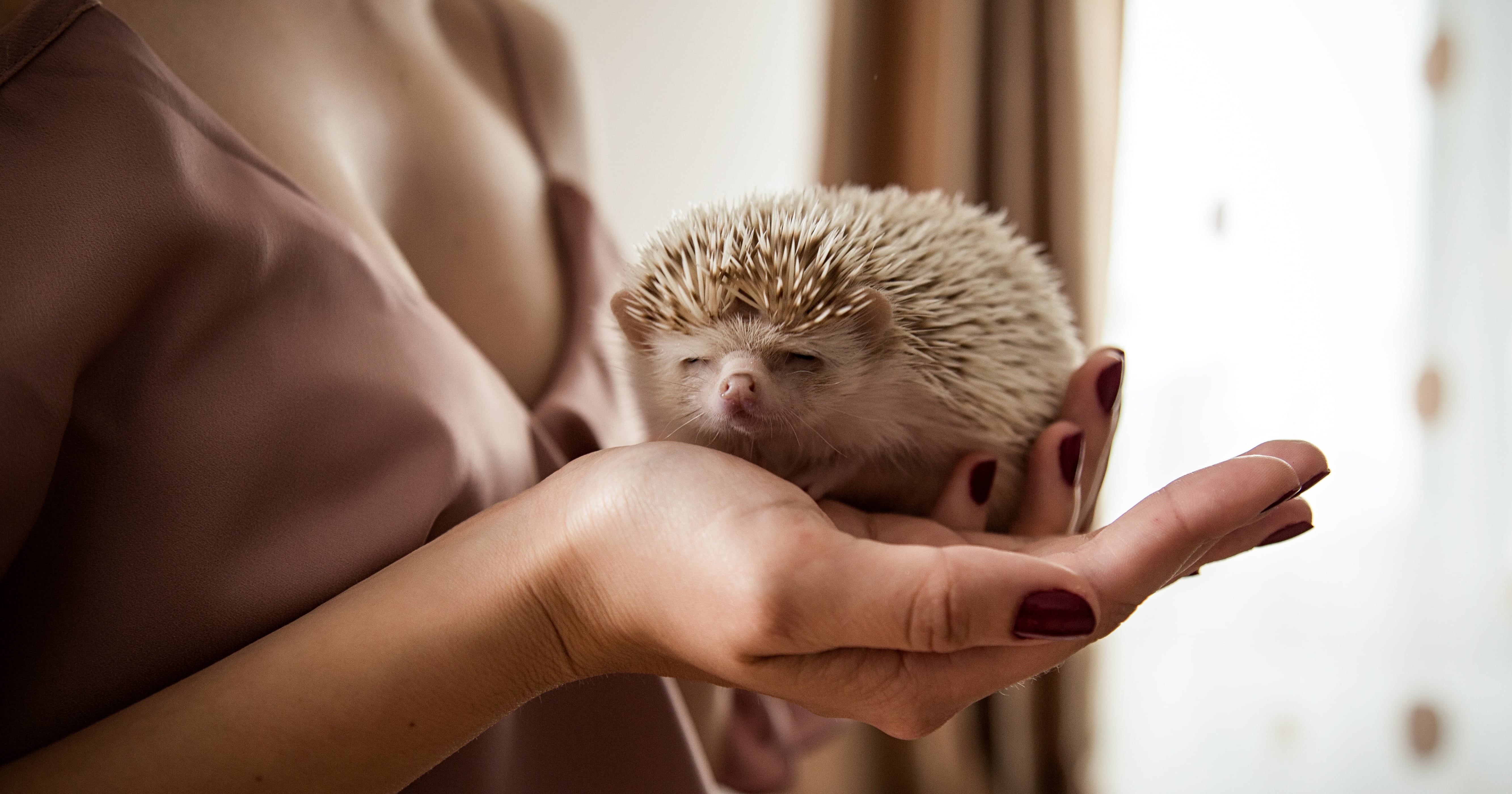 12 of the Best Pets for Busy College Students POPSUGAR Pets