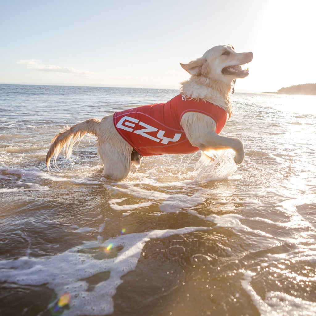 EzyDog Rashguard