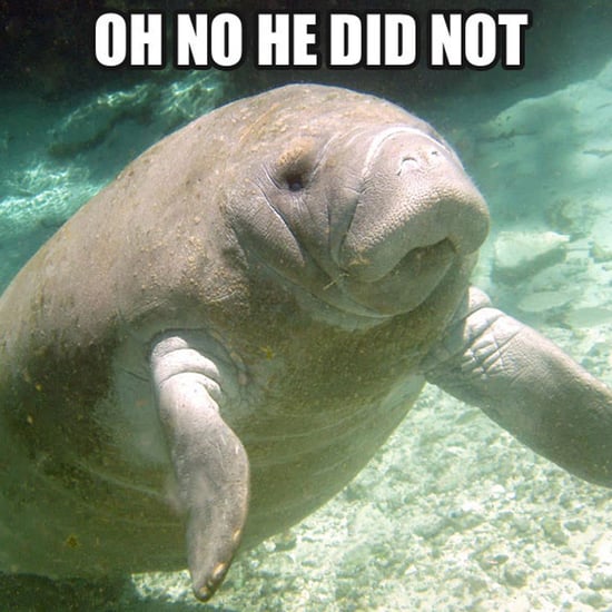 Calming Manatee Memes