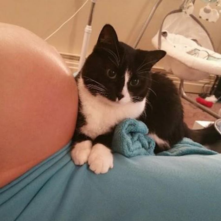 panda the cat protecting baby bump