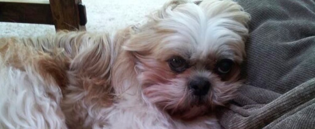 Story of Puppy With Cancer