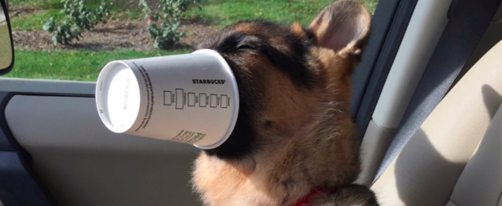 Dog With Starbucks Puppuccino