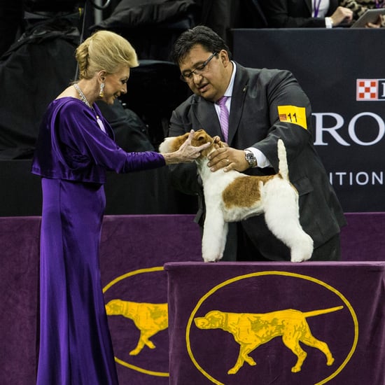 Wire Fox Terrier Wins 138th Westminster Dog Show
