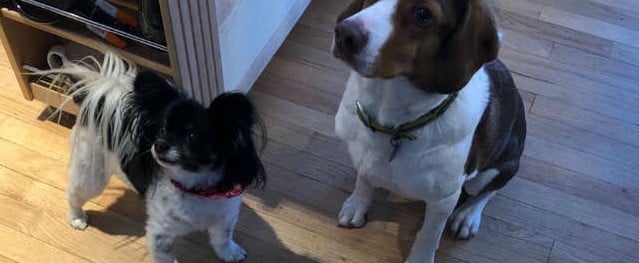 Dogs Call Police 16 Times