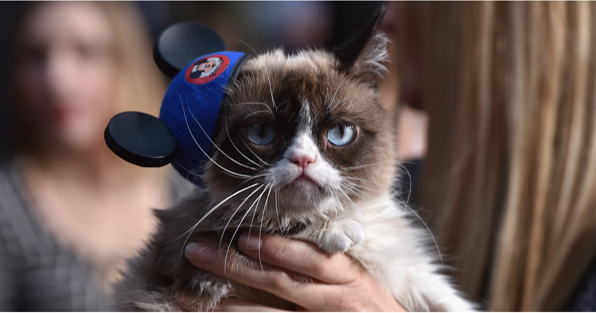 Which Famous Cat Are You? Personality Quiz POPSUGAR Pets