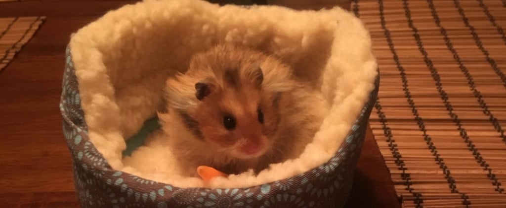 Girl Buys Tiny Bed For Her Hamster