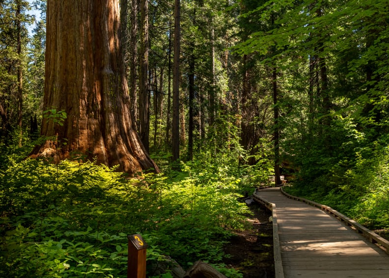 Calaveras Big Trees State Park, Arnold, CA