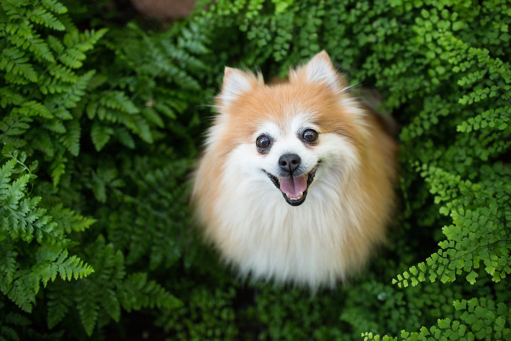 Cute Pomeranian Pictures