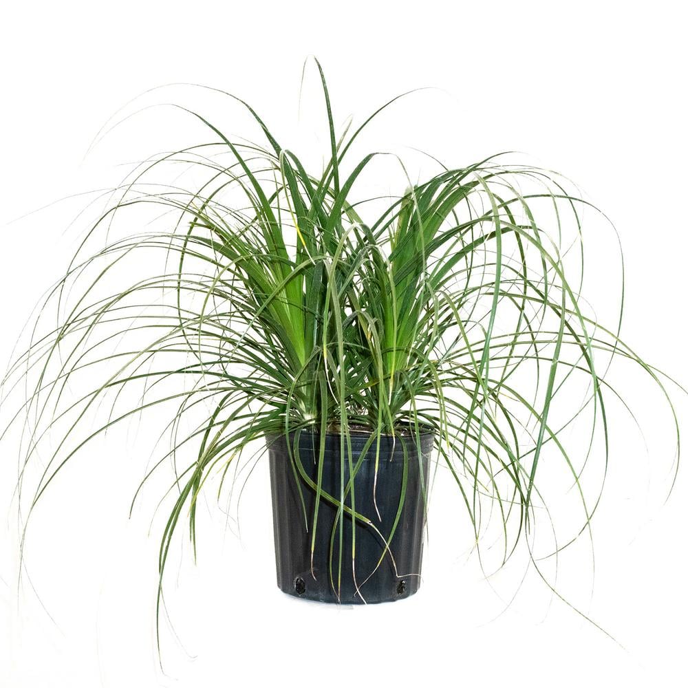 Ponytail Palm Bush Form Best Indoor Plants For Dorms Popsugar