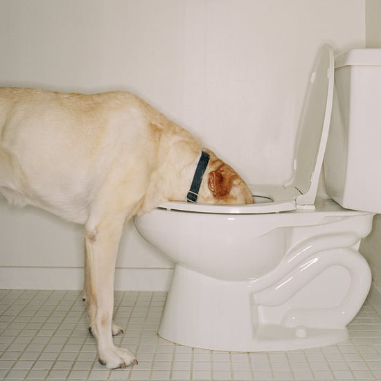Why Do Dogs Drink Out of the Toilet? | Vet Advice and Tips