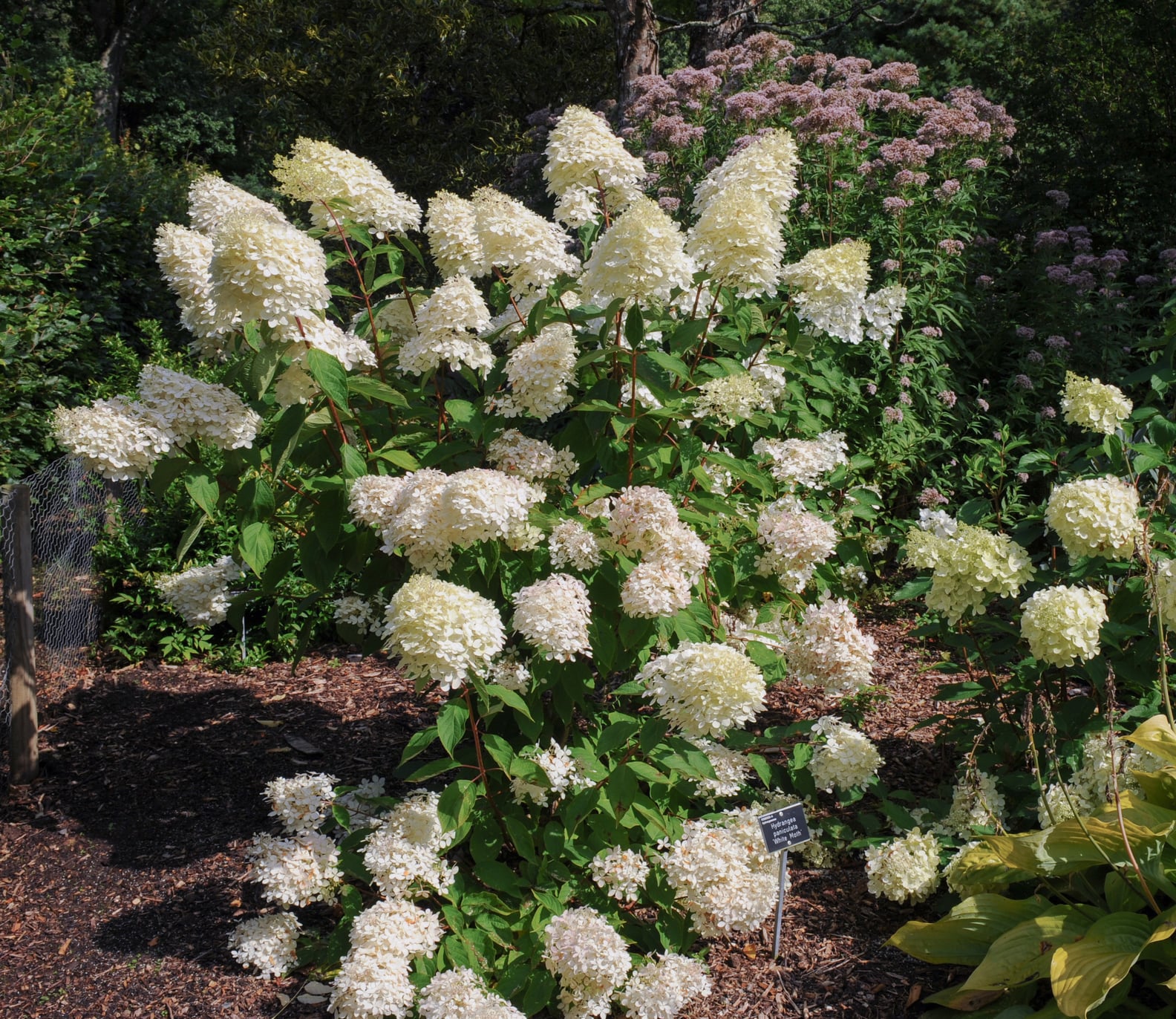 Interesting Facts About Hydrangea | PS Home