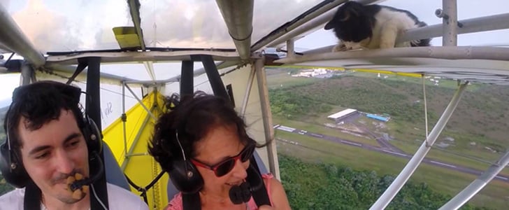 Cat on a Plane Video