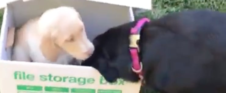 Black Lab Gets a New Puppy