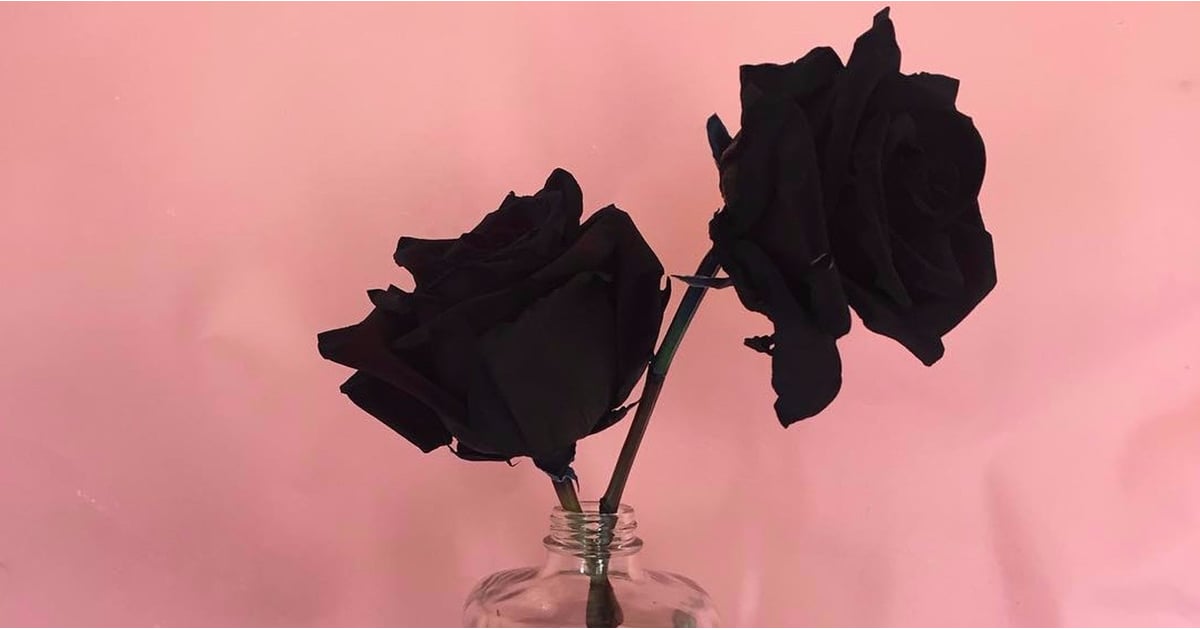 Can You Grow Black Roses? POPSUGAR Home