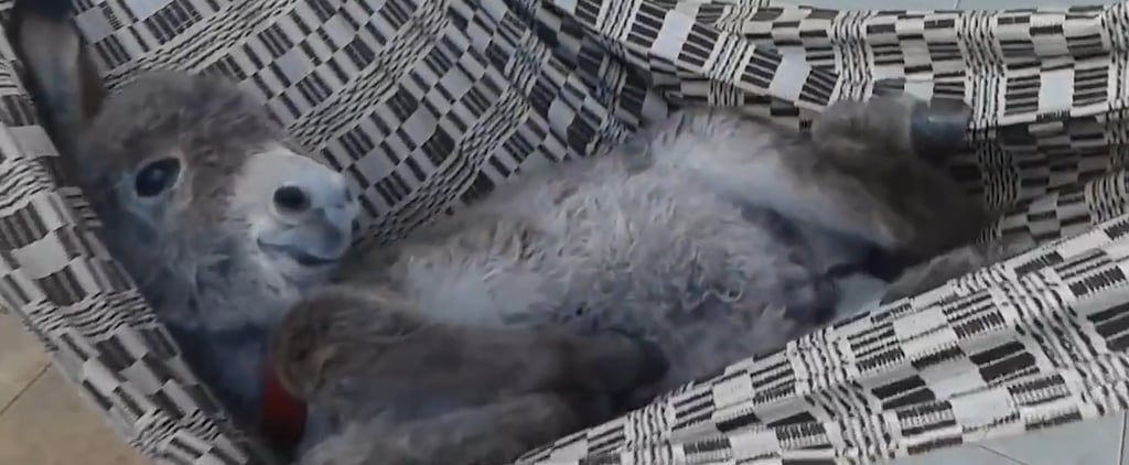 Baby Donkey in a Hammock Video