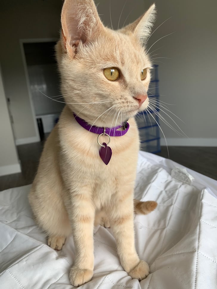 What Is It Like To Foster Kittens For The First Time Popsugar Pets