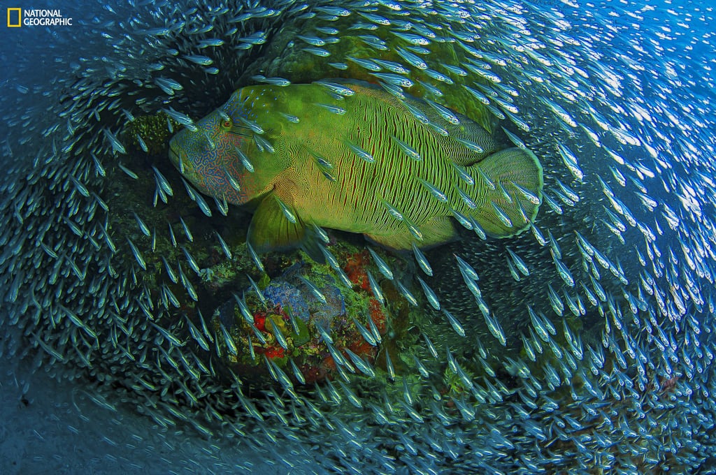 Honorable Mention, Nature: Napoleon Wrasse