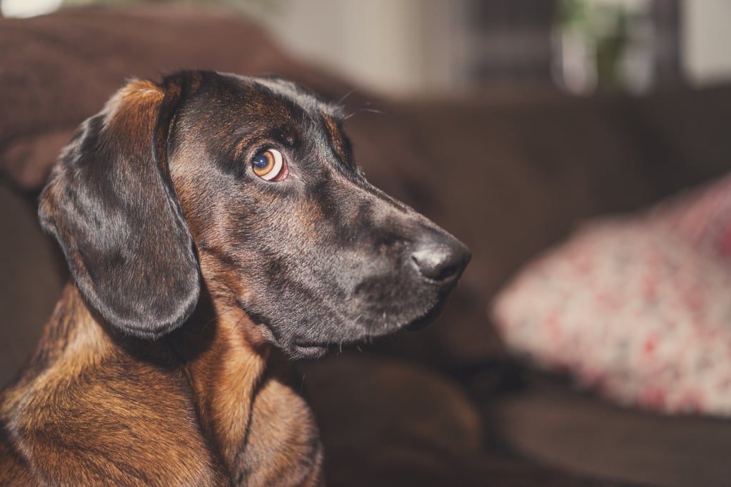 Pictures of Dogs Making Funny Faces