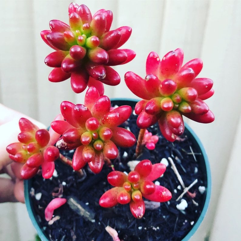 Sedum Rubrotinctum