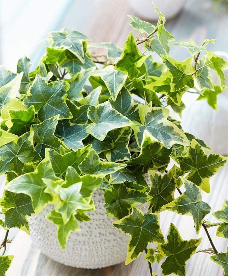 English Ivy